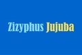 Zizyphus Jujuba medicinal element typography text vector design.
