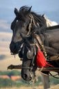 Zlatibor horses Royalty Free Stock Photo