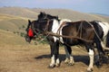 Zlatibor horses Royalty Free Stock Photo