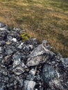 Zlatibor region landscape detail, dark rocks and dry grass as natural background