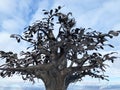 Zlatoust, Chelyabinsk region, Russia, January, 19, 2020. Tree of desires in the mountain park named after P. P. Bazhov on Krasnaya