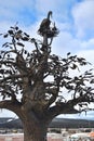 Zlatoust, Chelyabinsk region, Russia, January, 19, 2020. Tree of desires in the mountain park named after P. P. Bazhov on Krasnaya