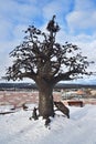 Zlatoust, Chelyabinsk region, Russia, January, 19, 2020. Tree of wishes in mountain Park named after Bazhov on Red hill in winter