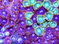 Zoanthid corals Royalty Free Stock Photo