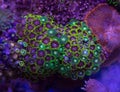 Zoanthid and Mushroom Soft Corals Living Together Royalty Free Stock Photo