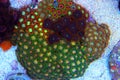 Zoanthid`s polyps colonies are amazing colorful living decoration for every coral reef aquarium tank Royalty Free Stock Photo