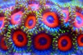 Zoanthid`s polyps colonies are amazing colorful living decoration for every coral reef aquarium tank Royalty Free Stock Photo