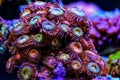 Zoanthid`s polyps colonies are amazing colorful living decoration for every coral reef aquarium tank Royalty Free Stock Photo