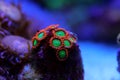 Zoanthid`s polyps colonies are amazing colorful living decoration for every coral reef aquarium tank Royalty Free Stock Photo