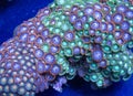 Zoanthid soft coral Royalty Free Stock Photo