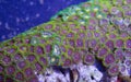 Zoanthid soft coral Royalty Free Stock Photo