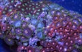 Zoanthid soft coral Royalty Free Stock Photo