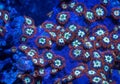 Zoanthid soft corals Royalty Free Stock Photo