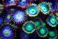 Zoanthids Royalty Free Stock Photo