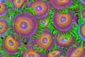 Zoanthids