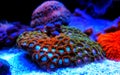 Zoanthid`s polyps colonies are amazing colorful living decoration for every coral reef aquarium tank Royalty Free Stock Photo