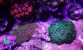 Zoanthid`s polyps colonies are amazing colorful living decoration for every coral reef aquarium tank Royalty Free Stock Photo