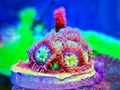 Zoanthids soft polyps - Flowers of the reef aquarium tanks