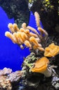 Zoanthids (Zoantharia also called Zoanthidea), sea anemones in a marine aquarium Royalty Free Stock Photo