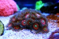 Pink zoanthus polyps on macro underwater photography scene