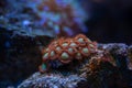 zoanthus colony, fluorescent soft polyp grow on frag plug, animal in live rock ecosystem, nano reef marine aqua