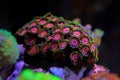 Zoanthid`s polyps colonies are amazing colorful living decoration for every coral reef aquarium tank Royalty Free Stock Photo