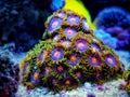Amazing colony of Zoanthus polyps soft coral Royalty Free Stock Photo