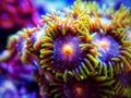 Colorful small colony of Zoanthus polyps soft coral Royalty Free Stock Photo