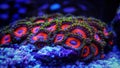 Colorful small colony of Zoanthus polyps soft coral