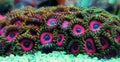 Eagle eye colony of Zoanthus polyps soft coral