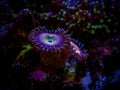 Zoanthus Raimbow in a reef aquarium close up soft coral