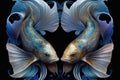 The zodiac sign is Pisces, one of the twelve astrological zodiac signs. A beautiful image of fish in a mirror image on a dark Royalty Free Stock Photo