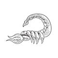 Zodiac sign Scorpio on white isolated background. Vector image Royalty Free Stock Photo