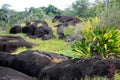 Zombi Inselbergs, nearby Saint-Georges de l'Oyapock, French Guiana