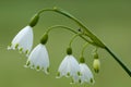 Zomerklokje, Summer Snowflake, Leucojum aestivum Royalty Free Stock Photo