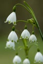 Zomerklokje, Summer Snowflake, Leucojum aestivum Royalty Free Stock Photo