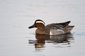 Zomertaling, Garganey, Anas querquedula Royalty Free Stock Photo