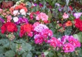 Zonal geranium (Pelarganium hortorum) flowers. They're in various colors Royalty Free Stock Photo