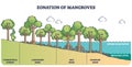 Zonation of mangroves trees as forest plant species ecosystem outline diagram