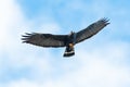 A Zone-tailed Hawk, Buteo albonotatus, with prey
