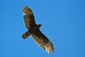 Zone Tailed Hawk in flight Royalty Free Stock Photo
