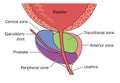 Zones of the prostate gland