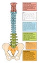 Zones of the spine Royalty Free Stock Photo