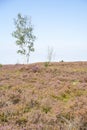 Heather landscape in the east of Belgium