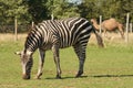 Zonkey