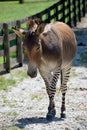 Zonkey in animal reserve