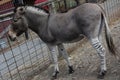 Zonkey