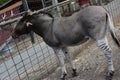 Zonkey