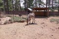 Zonkey with ears perked up at Grand Canyon Deer Farm petting zoo