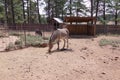 Zonkey at Grand Canyon Deer Farm petting zoo